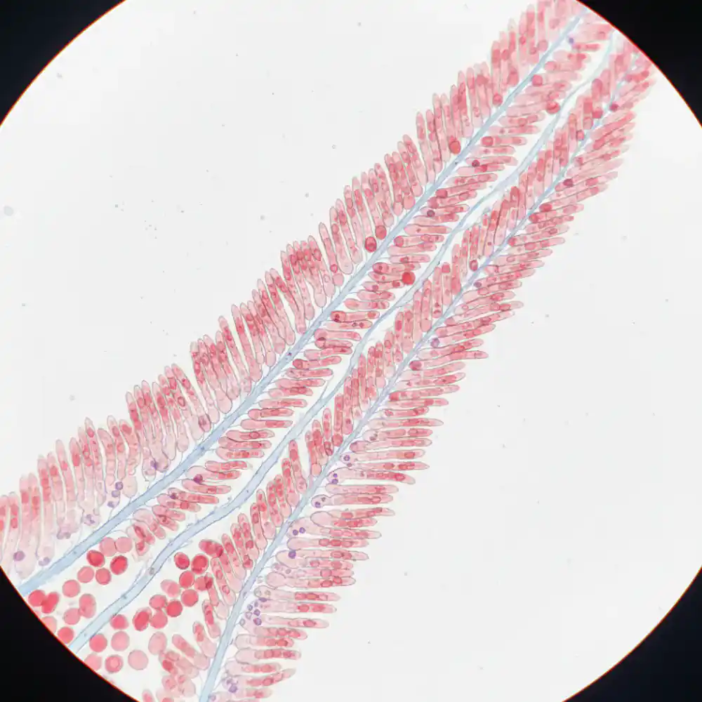 Microscopic examination of koi gill tissue