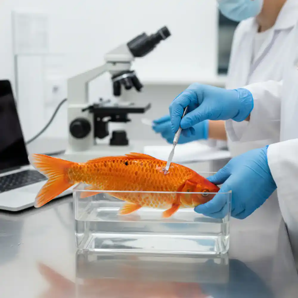 Veterinary skin scrape examination on a koi fish