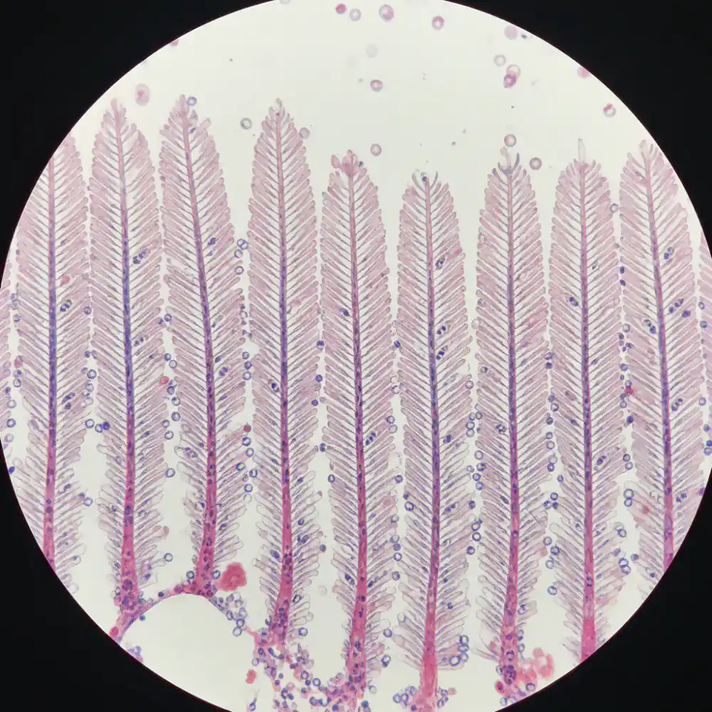 Microscopic view of fish gill biopsy